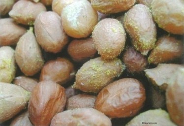 Nấm mốc, mối hiểm họa với sức khỏe