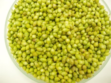 Nụ vối với sức khỏe con người, nghiên cứu và ứng dụng