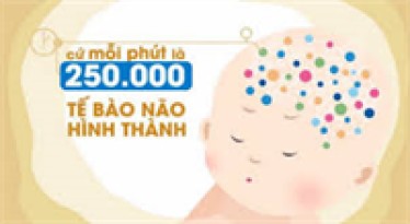 Vai trò một số dưỡng chất đối với quá trình hoàn thiện hệ thần kinh trẻ em