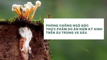 Phòng chống ngộ độc thực phẩm do ăn nấm ký sinh trên ấu trùng Ve sầu